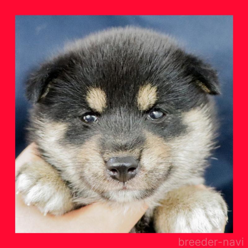 販売中の愛知県の柴犬-407173の10枚目
